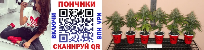 Марихуана семена Омутнинск